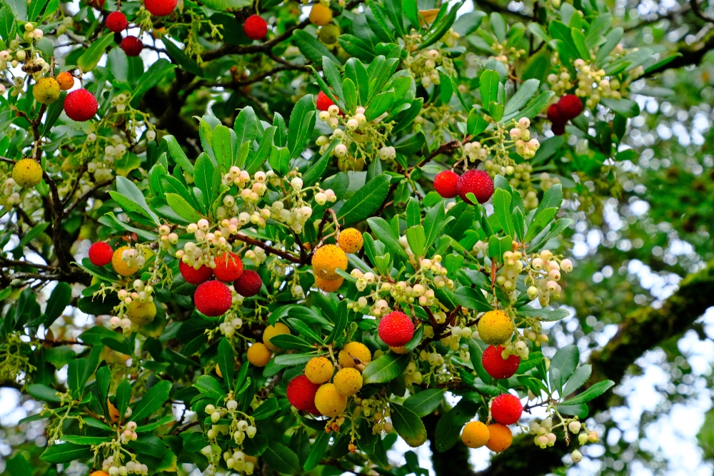 aardbeiboom-op-stam-arbutus-unedo-bestellen-bezorgen