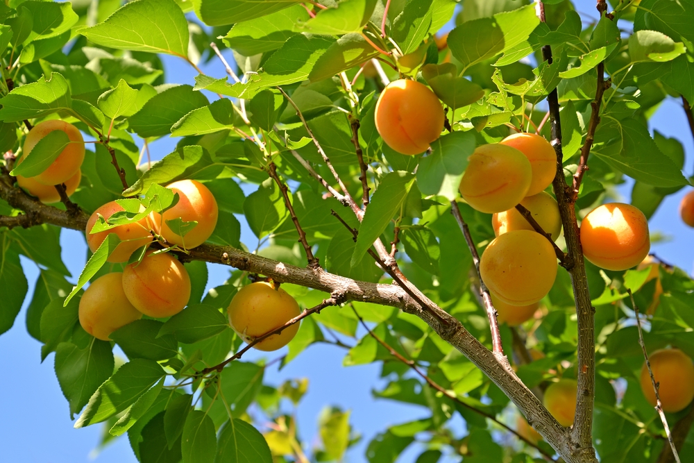 abrikoos-leiboom-prunus-armeniaca-leivorm-bestellen-bezorgen