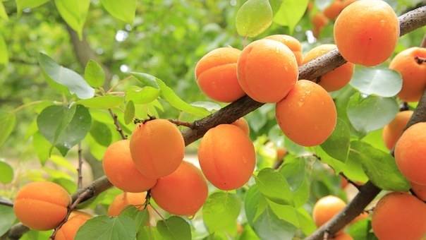 abrikozenboom-prunus-armeniaca-bredase-bestellen-bezorgen