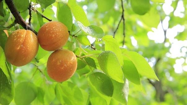 abrikozenboom-prunus-armeniaca-hongaarse-bestellen-bezorgen