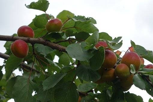 abrikozenboom-prunus-armeniaca-moorpark-bestellen-bezorgen