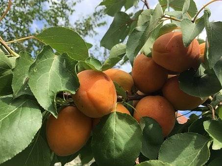 abrikozenboom-prunus-armeniaca-tros-oranje-bestellen-bezorgen