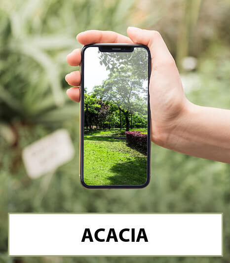 acacia-bestellen-bezorgen