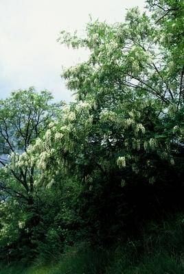 acacia-robinia-pseudoacacia-bestellen-bezorgen