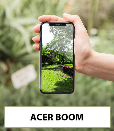 acer boom-bestellen-bezorgen