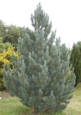 alpen-den-pinus-cembra-glauca-bestellen-bezorgen