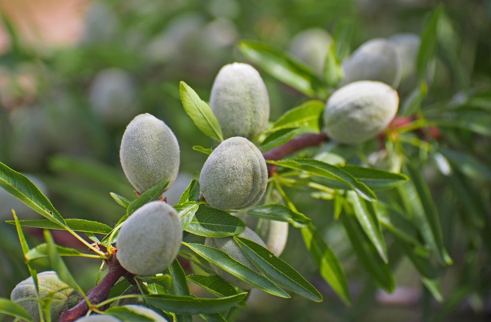 amandelboom-prunus-dulcis-bestellen-bezorgen