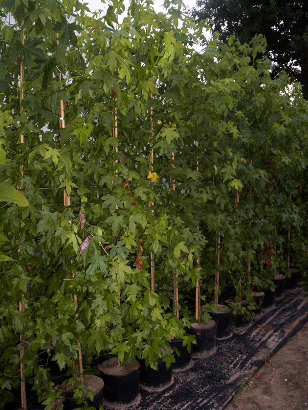 amberboom-liquidambar-slender-silhouette-bestellen-bezorgen