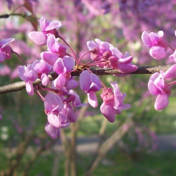 amerikaanse-judasboom-cercis-canadensis-forest-pansy-bestellen-bezorgen