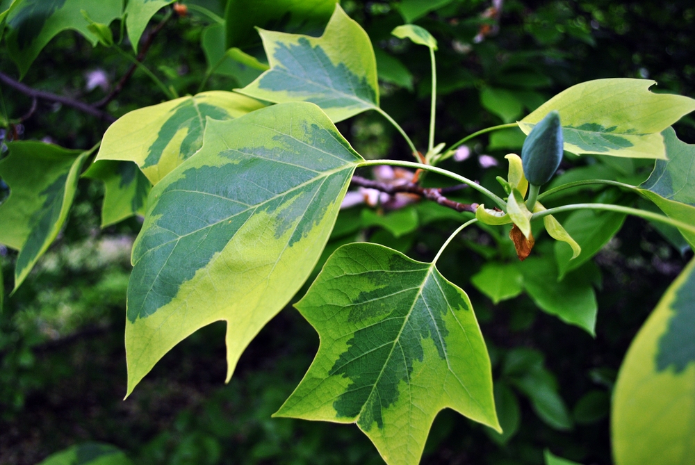 amerikaanse-tulpenboom-liriodendron-tulipifera-aureomarginata-bestellen-bezorgen