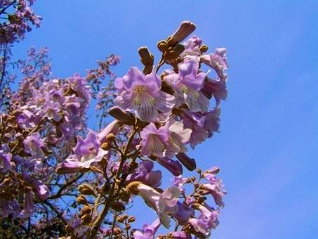 anna-paulownaboom-paulownia-tomentosa-bestellen-bezorgen