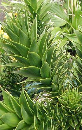 apenboom-araucaria-araucana-bestellen-bezorgen