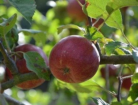 appelboom-malus-domestica-benoni-bestellen-bezorgen