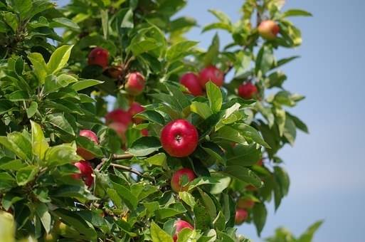 appelboom-malus-domestica-braeburn-bestellen-bezorgen