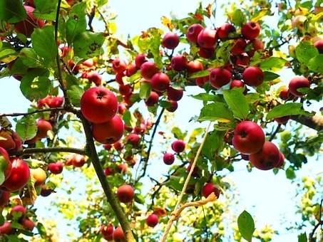 appelboom-malus-domestica-coxs-orange-pippin-bestellen-bezorgen