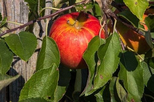 appelboom-malus-domestica-delcorf-bestellen-bezorgen