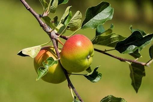 appelboom-malus-domestica-dubbele-bellefleur-bestellen-bezorgen