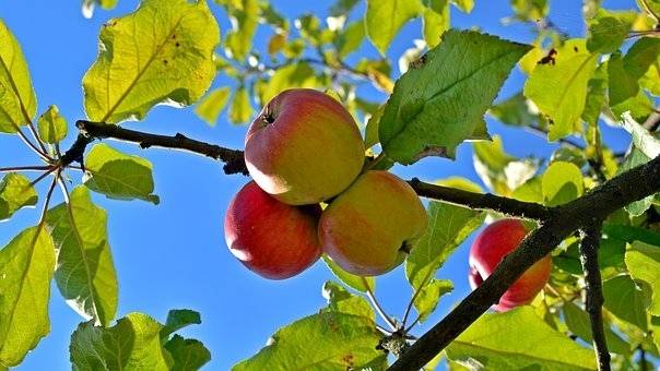 appelboom-malus-domestica-ecolette-bestellen-bezorgen