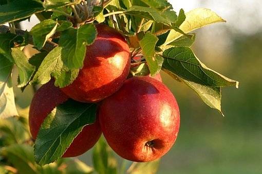 appelboom-malus-domestica-elshard-bestellen-bezorgen