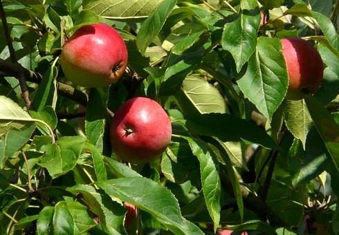 appelboom-malus-domestica-elstar-bestellen-bezorgen