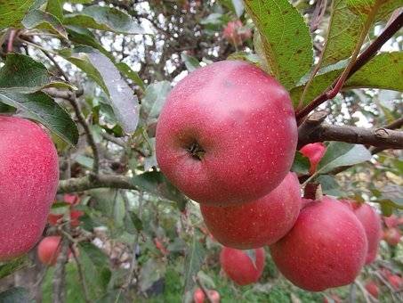 appelboom-malus-domestica-fuji-kiku-bestellen-bezorgen