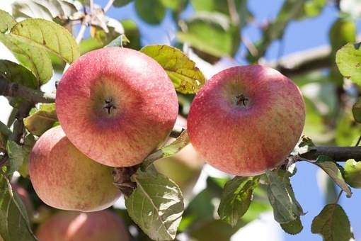 appelboom-malus-domestica-gala-bestellen-bezorgen