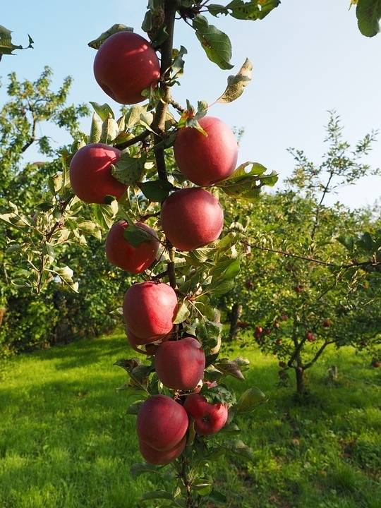 appelboom-malus-domestica-gloster-bestellen-bezorgen