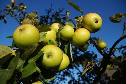 appelboom-malus-domestica-golden-delicious-bestellen-bezorgen