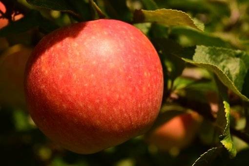 appelboom-malus-domestica-goudreinet-bestellen-bezorgen