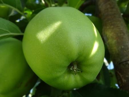 appelboom-malus-domestica-granny-smith-bestellen-bezorgen