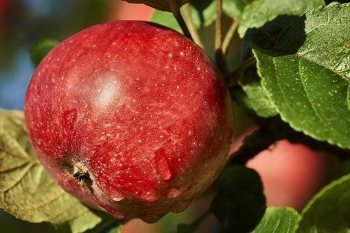 appelboom-malus-domestica-gravensteiner-bestellen-bezorgen