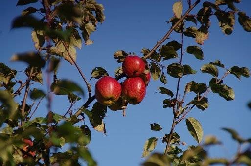 appelboom-malus-domestica-groninger-kroon-bestellen-bezorgen