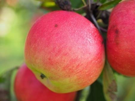 appelboom-malus-domestica-idared-bestellen-bezorgen