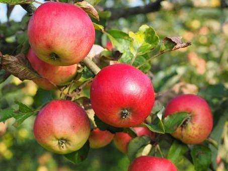 appelboom-malus-domestica-jonagold-bestellen-bezorgen