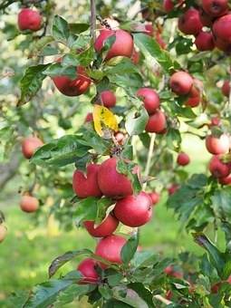 appelboom-malus-domestica-jonathan-bestellen-bezorgen