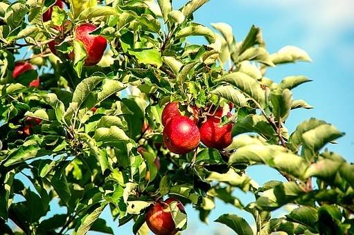 appelboom-malus-domestica-pinova-bestellen-bezorgen