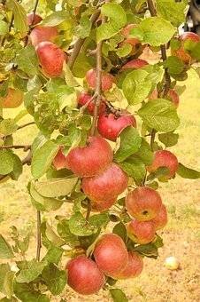 appelboom-malus-domestica-rode-boskoop-bestellen-bezorgen