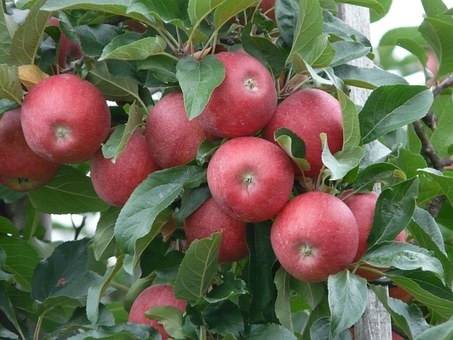 appelboom-malus-domestica-rubinstar-bestellen-bezorgen