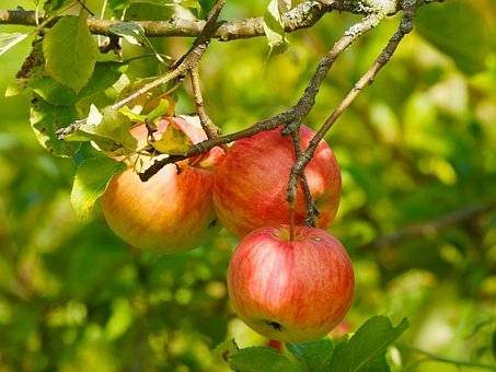 appelboom-malus-domestica-sampion-bestellen-bezorgen