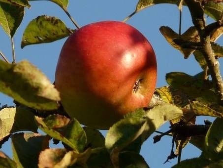 appelboom-malus-domestica-santana-bestellen-bezorgen