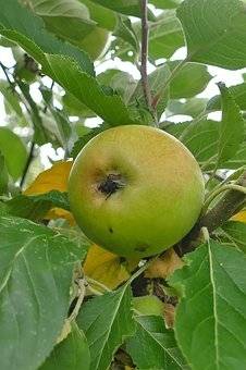 appelboom-malus-domestica-schone-van-boskoop-bestellen-bezorgen