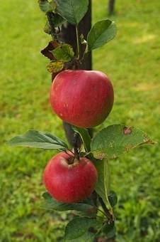 appelboom-malus-domestica-selena-bestellen-bezorgen