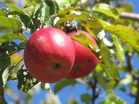 appelboom-malus-domestica-sterappel-bestellen-bezorgen