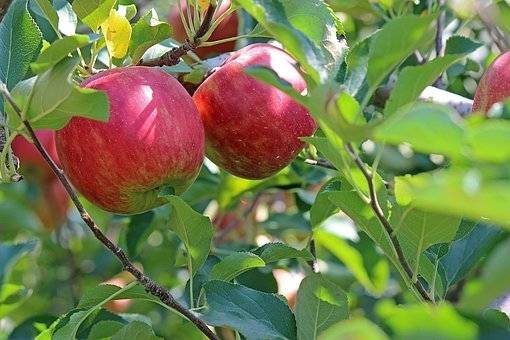 appelboom-malus-domestica-topaz-bestellen-bezorgen