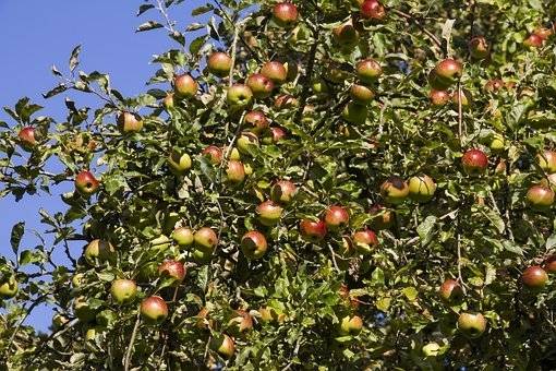 appelboom-malus-domestica-zoete-ermgaard-bestellen-bezorgen