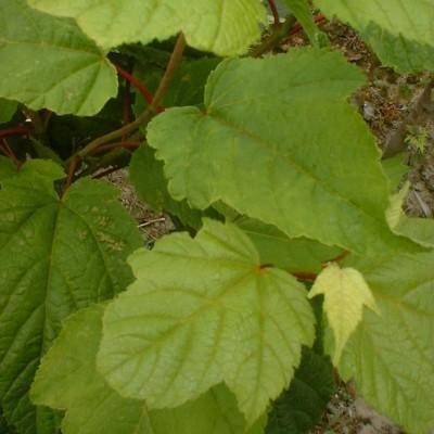 bergesdoorn-acer-pseudoplatanus-worley-bestellen-bezorgen