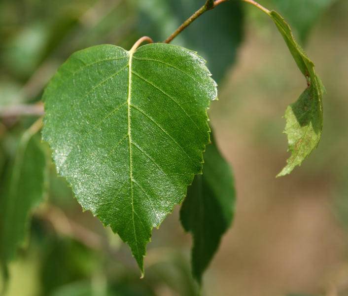 berk-betula-pendula-fastigiata-bestellen-bezorgen