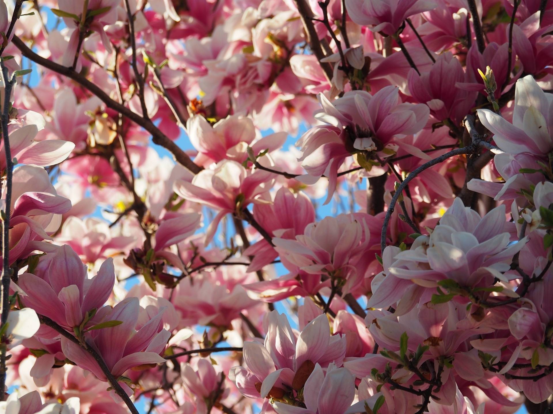 beverboom-boomvorm-magnolia-galaxy-bestellen-bezorgen