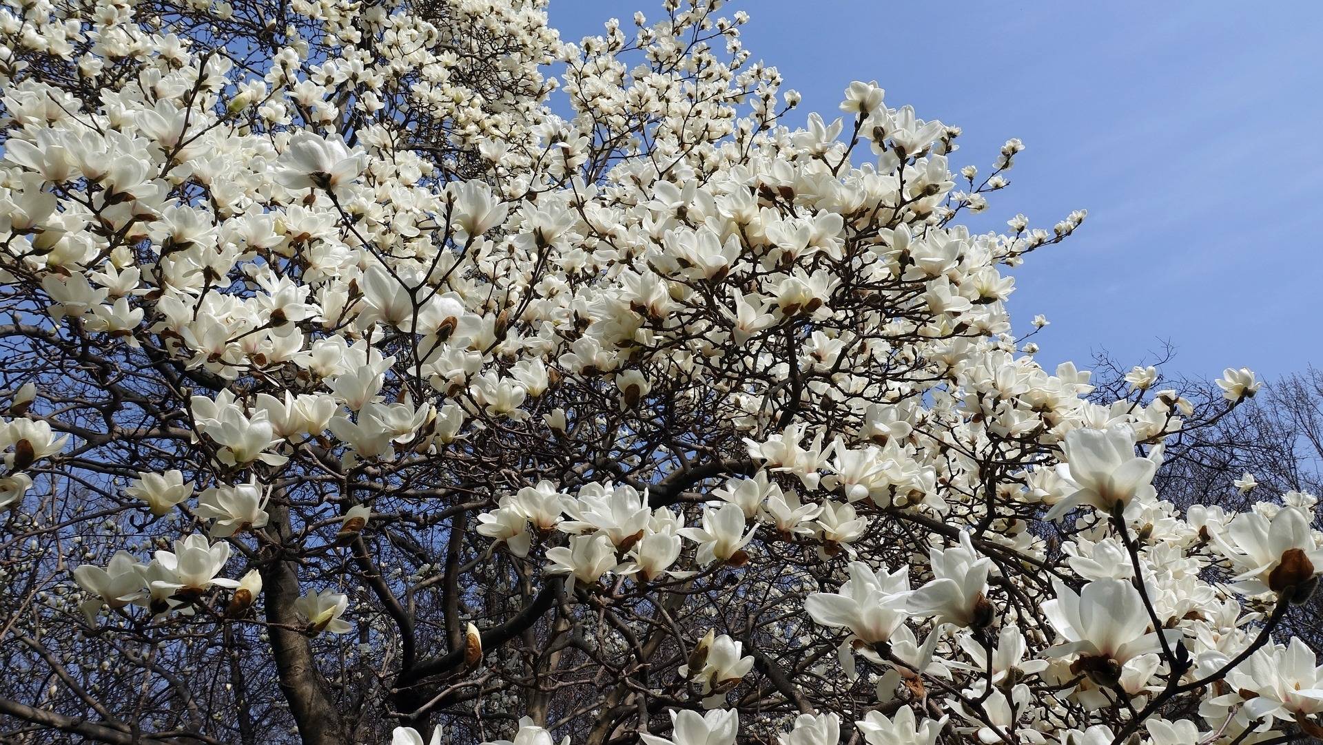 beverboom-boomvorm-magnolia-kobus-bestellen-bezorgen