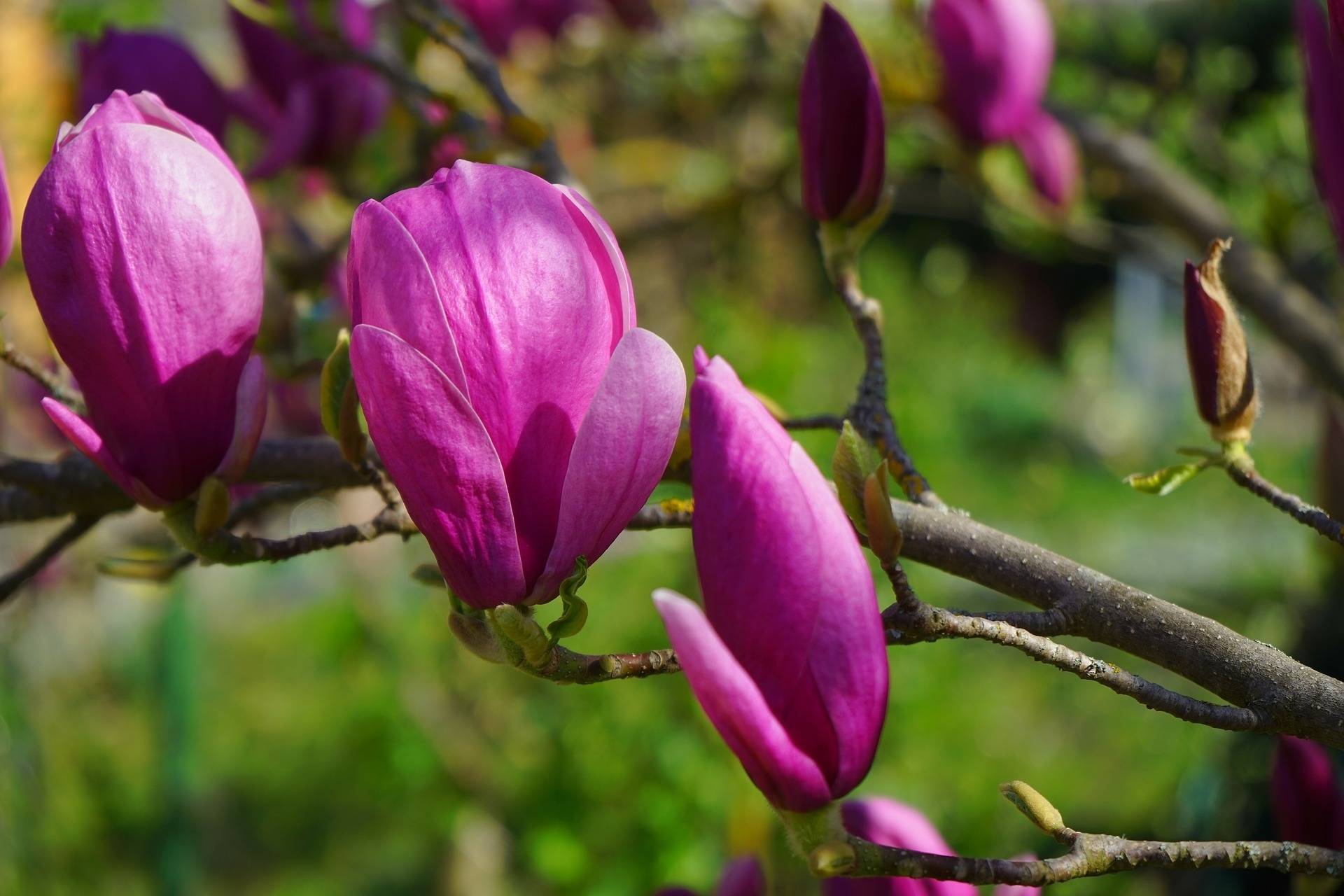 beverboom-boomvorm-magnolia-liliiflora-nigra-bestellen-bezorgen